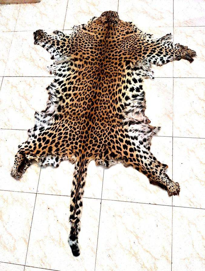 Crime Branch STF Seizes Leopard Skin In Nuapada, 2 Arrested